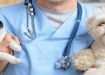 Vacunación antirrábica en Totoras y jornada de castración en Oliveros