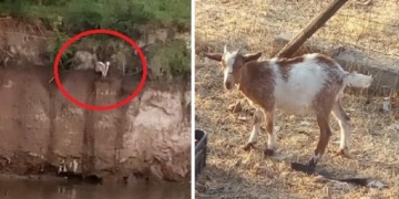 Oliveros: rescataron a una chiva que pasó más de un día atrapada en la barranca