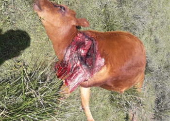 Carnearon a un animal, quedaron encajados en el barro y no lo pudieron llevar