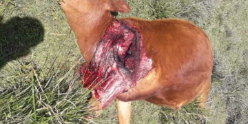 Carnearon a un animal, quedaron encajados en el barro y no lo pudieron llevar