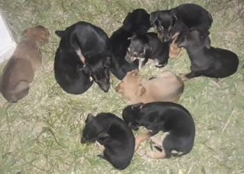 Oliveros: buscan hogar para diez cachorros y dos perras