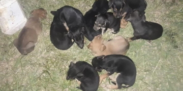 Oliveros: buscan hogar para diez cachorros y dos perras