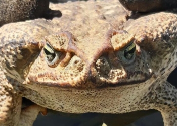 Susto y sorpresa: hallaron en una casa de la región un sapo venenoso de dos kilos