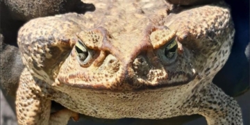 Susto y sorpresa: hallaron en una casa de la región un sapo venenoso de dos kilos