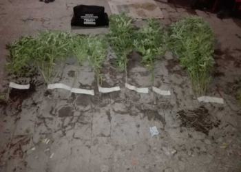 Secuestraron siete plantas de marihuana en una vivienda de Serodino