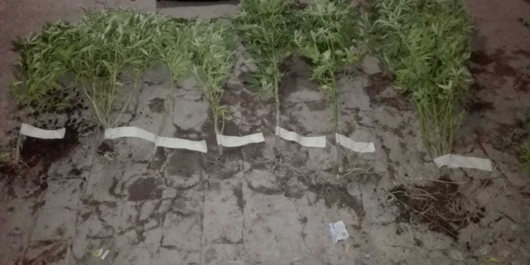 Secuestraron siete plantas de marihuana en una vivienda de Serodino