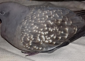 La paloma rescatada por una nena en un jardín de San Genaro pudo volar y fue liberada