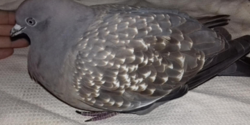 La paloma rescatada por una nena en un jardín de San Genaro pudo volar y fue liberada