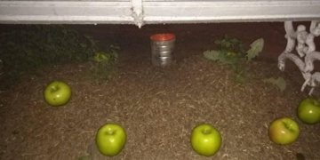 ¿Macumba en Totoras?: extraño hallazgo en uno de los bulevares