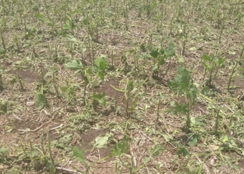 El granizo destrozó cultivos de soja en la región