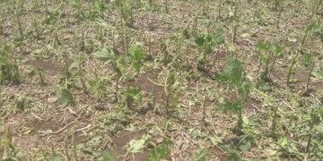 El granizo destrozó cultivos de soja en la región