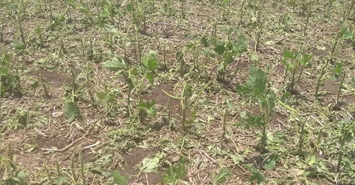 El granizo destrozó cultivos de soja en la región