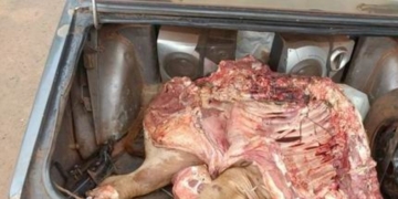 Faenaron una vaca ajena en Gaboto: cuatro detenidos