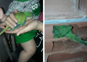 Bomberos rompieron una pared para rescatar a una particular mascota