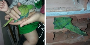 Bomberos rompieron una pared para rescatar a una particular mascota