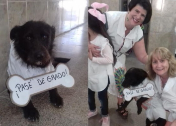 Con guardapolvo y cartel, homenajearon a un perro que «pasó de grado»