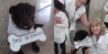 Con guardapolvo y cartel, homenajearon a un perro que «pasó de grado»