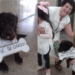 Con guardapolvo y cartel, homenajearon a un perro que «pasó de grado»