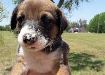 Una perra tuvo a sus cachorros en Solares y esperan ser adoptados