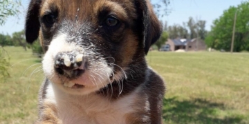 Una perra tuvo a sus cachorros en Solares y esperan ser adoptados
