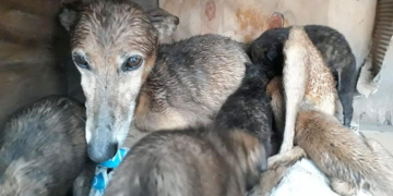 Una perra fue abandonada con sus cachorros en Totoras: buscan adoptantes