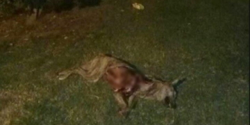 Indignación en Monje por la aparición de un perro con el cuero desgarrado