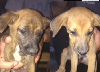 Maciel: cinco cachorros fueron abandonados en una caja bajo la lluvia