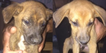 Maciel: cinco cachorros fueron abandonados en una caja bajo la lluvia