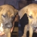 Maciel: cinco cachorros fueron abandonados en una caja bajo la lluvia
