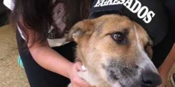 Un graduado de cuatro patas: alumnos de 5to Totoras tuvieron su acto junto a «Yoda»