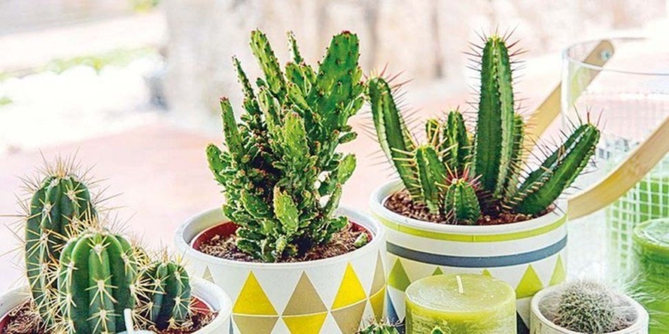 Insólito: robaron dos cactus y fueron aprehendidos