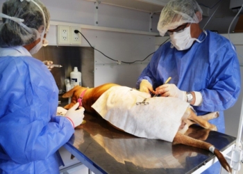 Barrancas anunció su nueva campaña de castración animal