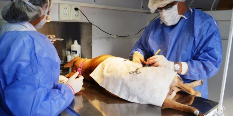 Barrancas anunció su nueva campaña de castración animal