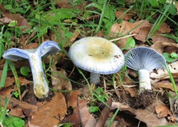 Una pareja comió hongos tóxicos en Villa La Ribera y terminó internada