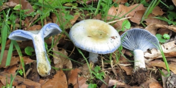 Una pareja comió hongos tóxicos en Villa La Ribera y terminó internada