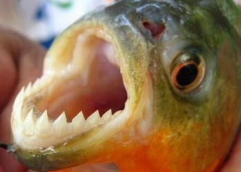 Emitieron recomendaciones tras un nuevo ataque de palometas