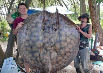 Gaboto: pescaron una raya de más de 150 kilos
