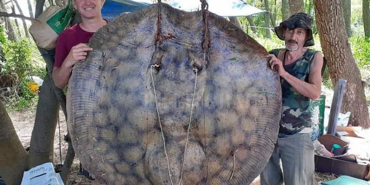 Gaboto: pescaron una raya de más de 150 kilos