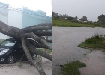Árboles caídos, calles anegadas y cortes de luz, las consecuencias del temporal