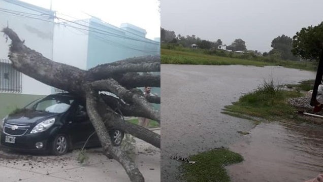 Árboles caídos, calles anegadas y cortes de luz, las consecuencias del temporal