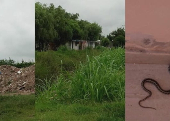 Yuyos, víboras y basura: el reclamo de los vecinos de Barrio México en Maciel