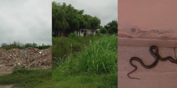 Yuyos, víboras y basura: el reclamo de los vecinos de Barrio México en Maciel