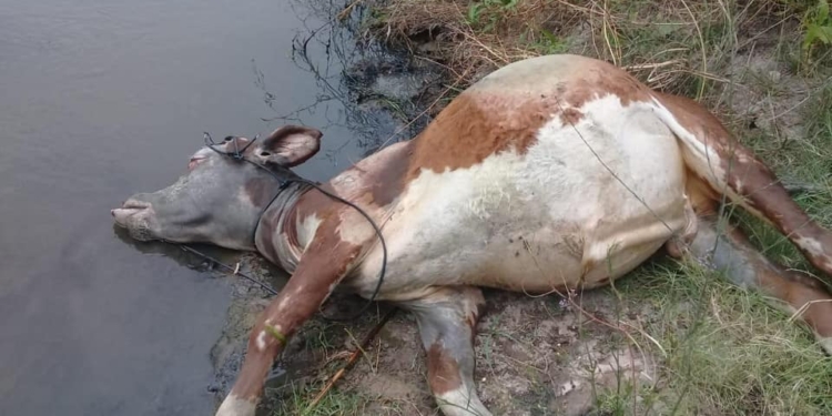 Irrumpieron en un campo y robaron animales a la vera de la autopista