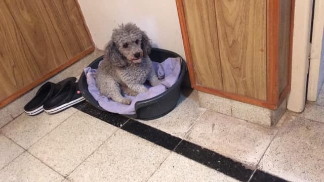 Le robaron a su perra y tuvieron que pagar rescate para recuperarla