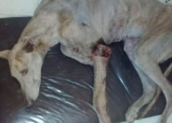 Abandonaron a una perra en el relleno sanitario de Totoras y lucha por su vida