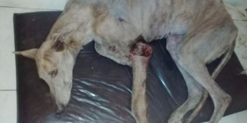 Abandonaron a una perra en el relleno sanitario de Totoras y lucha por su vida