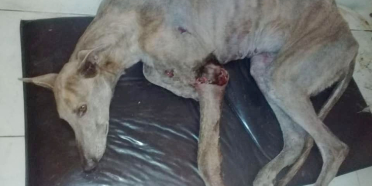 Abandonaron a una perra en el relleno sanitario de Totoras y lucha por su vida