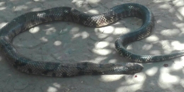 Hallaron varias serpientes de gran tamaño en un domicilio de la región