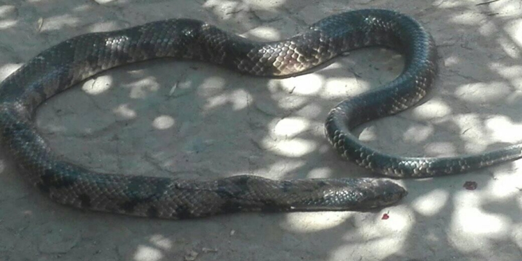 Hallaron varias serpientes de gran tamaño en un domicilio de la región