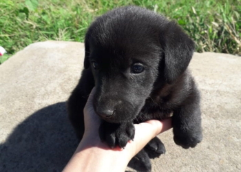 Siete veces gracias: todos los perritos abandonados en Maciel fueron adoptados